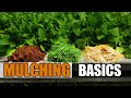 Mulching your vegetable garden  the definitive guide