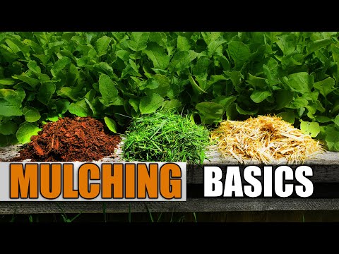 Video: Grass Clipping Garden Mulch - Siv cov nyom tshiab los yog qhuav nyom Clippings li Mulch