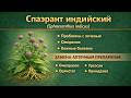 Спаэрант индийский Sphaeranthus indicus