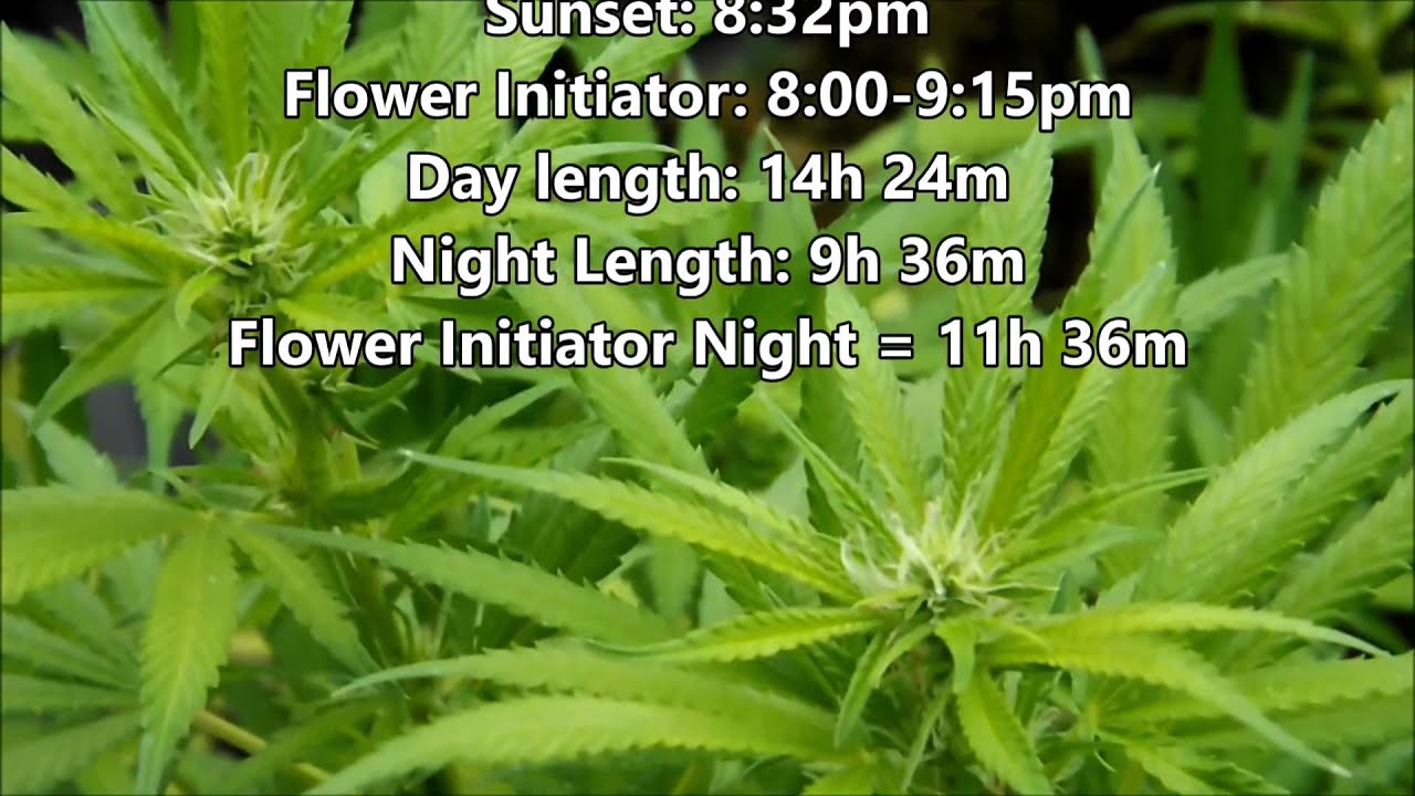 Local Grow This Little Greenhouse Summer Flower Project Catch-up Report.