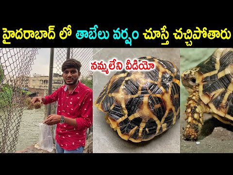 హైదరాబాద్లో  తాబేలు వర్షం చూస్తే చచ్చిపోతారు | Tabelu Varsham | Tortoise Rain in Hyderabad | Miracle