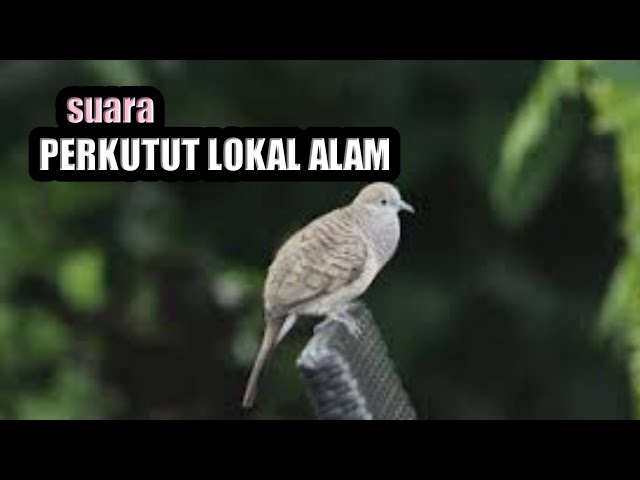 PERKUTUT LOKAL ALAM JOSS class=