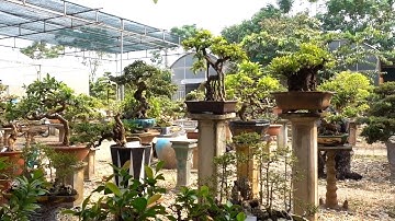 Nhiều cây đẹp đầm lùn và tiểu cảnh giá rẻ, sanh, si, tùng, sam hương, ổi, hải châu - bonsai trees