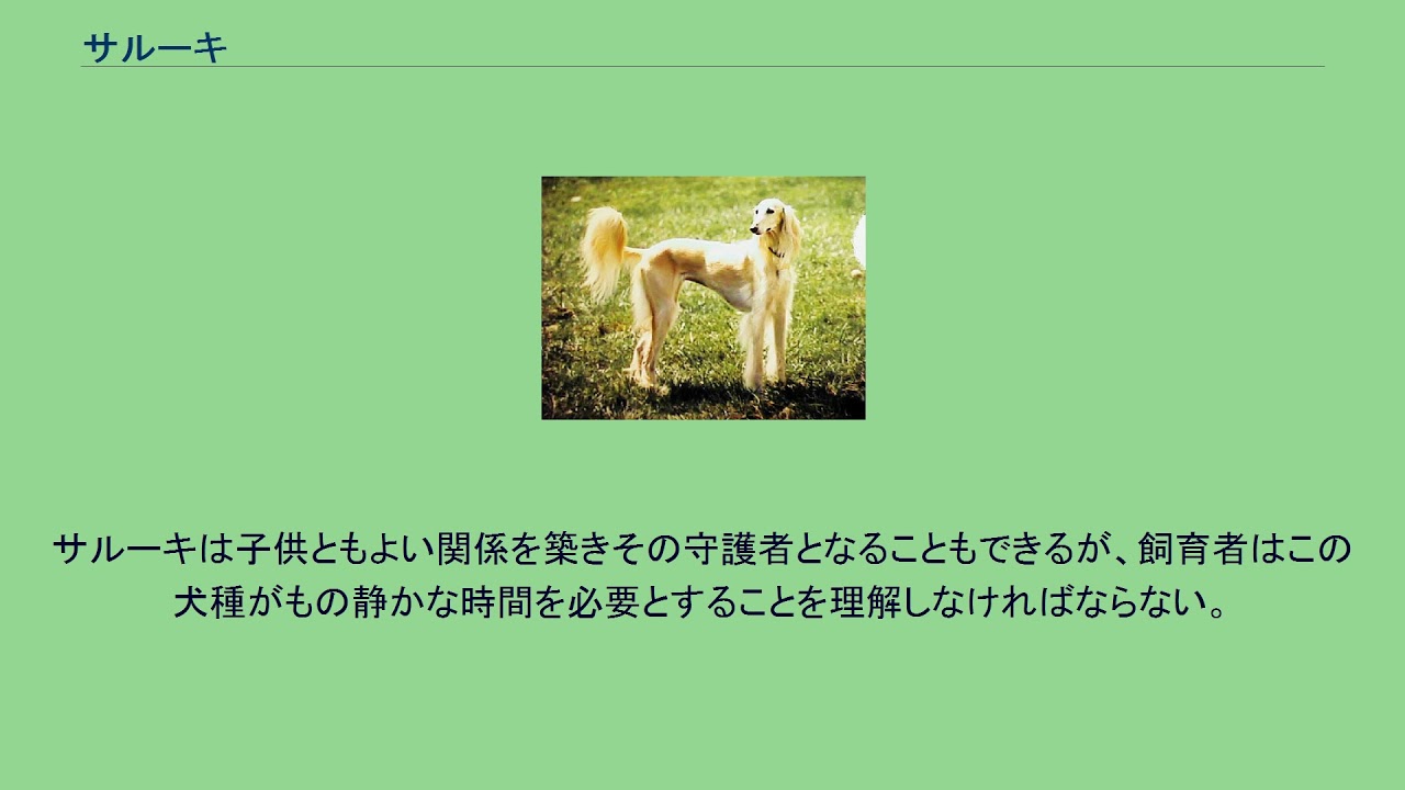 サルーキ Youtube