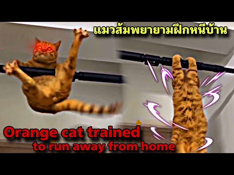 แมวส้มกำลังฝึกวิชา หนีออกจากบ้าน ! Orange cat trained to run away from home