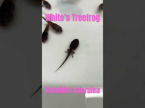 Video: Eten pollywogs muggenlarven?