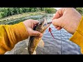 1 hour to catch anything that bites  river fishing multispecies