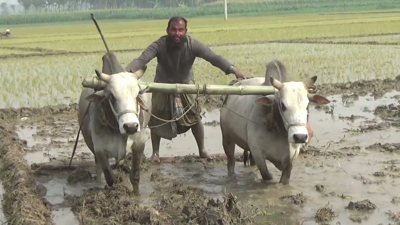 How To Agriculture system ll Bullock plowing - Deep Plowing Stuck in Mud