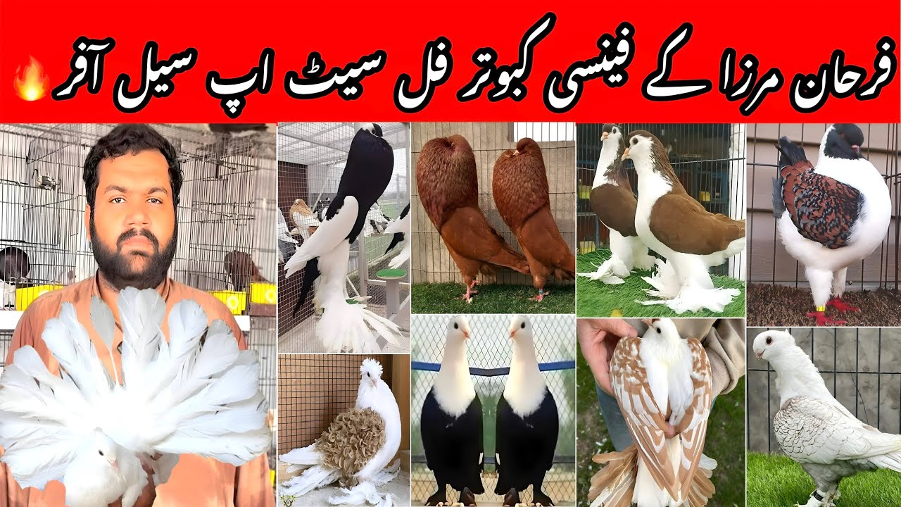 Farhan Mirza Fancy Pigeons || Biggest Offer! Fancy Pigeons Full Setup for Sale.