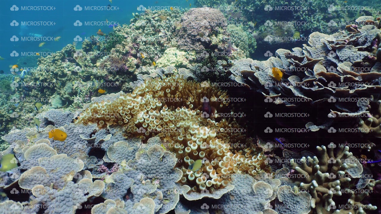 The underwater world of a coral reef. - YouTube