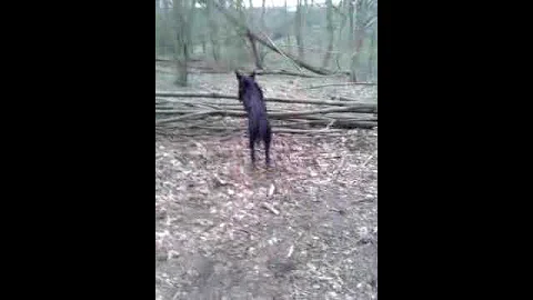 Bonnie jumping tree....borsdane woods x