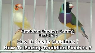 How to create Gouldian Finches Mutations || [Part 4] How to Get Blue and Pastel Blue Gouldian?