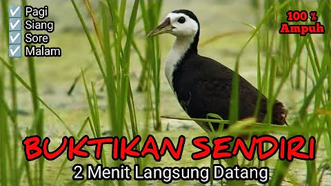 Suara Pikat Ruak Ruak Paling Ampuh Untuk Mikat Di Hutan