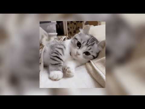 Cola || sped up || cat video