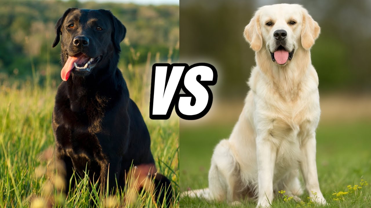 Golden Retriever vs Labrador Retriever:  Battle Of The Breeds part 2
