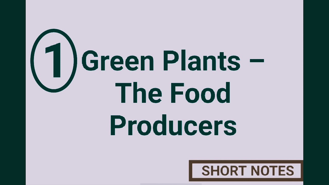 Green Plants The Food Producers YouTube
