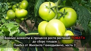 Важные моменты в процессе роста растений ТОМАТА до сбора плодов. Ликбез от Михаила Геннадьевича