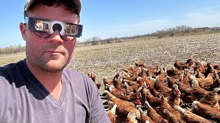 The Eclipse Chickens: A Unique Chicken Behavior Experiment and Exciting Updates!