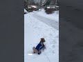The Playful Pup Who Makes Every Moment Feel Magical #youtubeshorts #shorts #viral #FYP #viralvideo