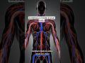 Stop Scrolling: Your Body is 2.5x Longer Than Earth!"#shorts #facts #amazingfacts