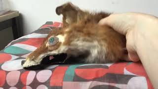 Fox head skin puppet, now with added sound effects! screenshot 5