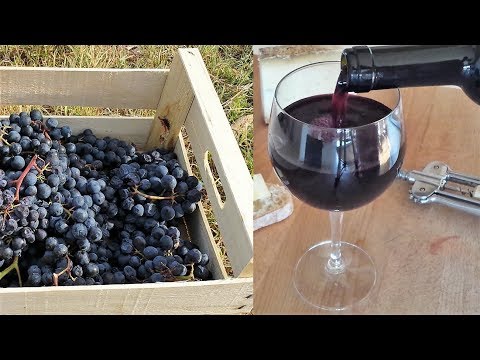 Video: Come Si Fa Il Vino Rosso