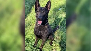 Retired Liberty Co. K9 brought to animal control finds new forever home