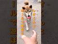 レオくんとボールで遊ぼう〜❗️と思ったら悲劇⁉️#柴犬 #柴犬さん #柴犬レオ #柴犬大好き