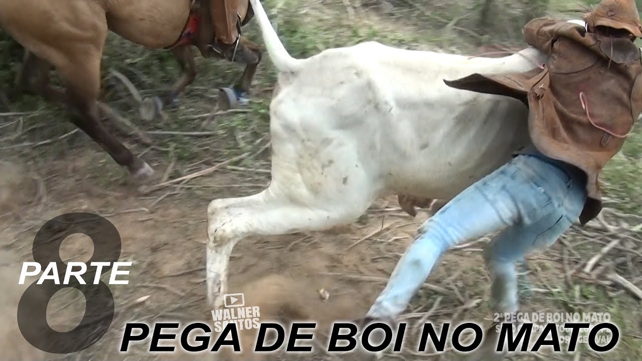 Cavalo do Mato 02 por Zé Bezerra - Loja Oca