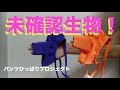 感動！こんな凄いデザインのパンツって！！