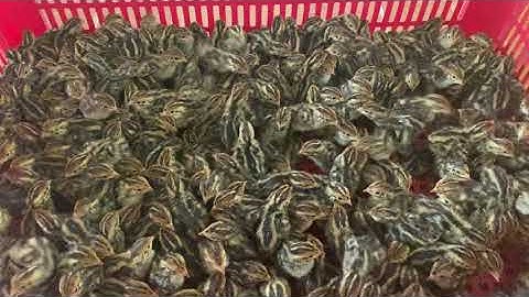 #53 Cút Giống 3 Ngày tuổi giao cho khách | Nuôi cút thả vườn