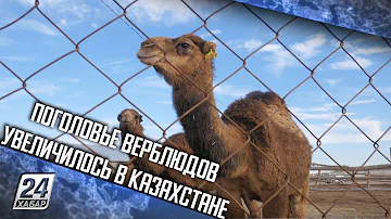 Поголовье верблюдов увеличилось в Казахстане