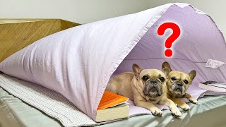 What Sneaky Dogs Do Home Alone In Summer