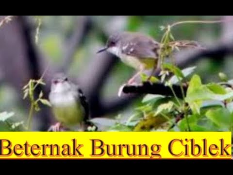 Cara Ternak Burung Ciblek Paling Mudah Untuk Pemula 