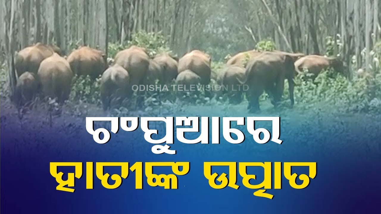 Elephants enter residential area in Odisha’s Champua, cause panic among ...