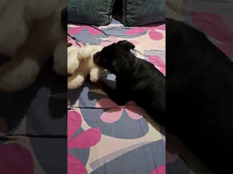 Angry puppy Rottweiler - Agresif Rottweiler Yavrusu Oyuncağa Kavuştu