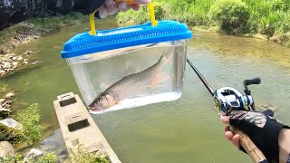 川で釣った魚を泳がせたら凄まじい光景が！