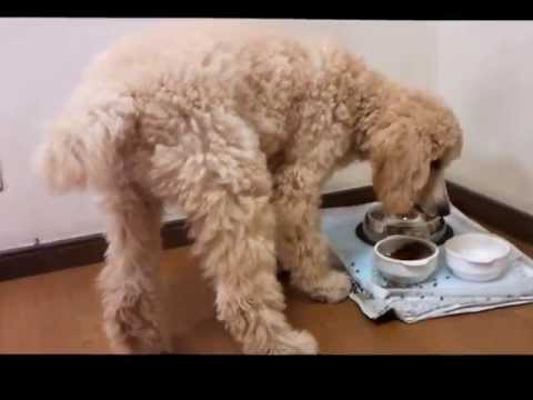 スタンダードプードル 子犬 Youtube