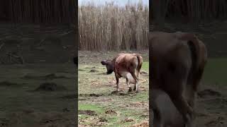 Download Lagu 0685777899  Lopa vici 4 ..20 litra qumesht Ka 2 dit qe ka mbush daten  Lop xhers.Durres MP3