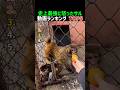 史上最強に怒ったサル動画ランキング TOP5 #怒りのサル