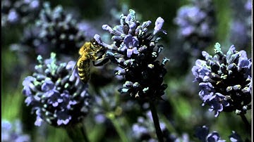 High-Speed Recording Camera System: MotionBLITZ EoSens mini2