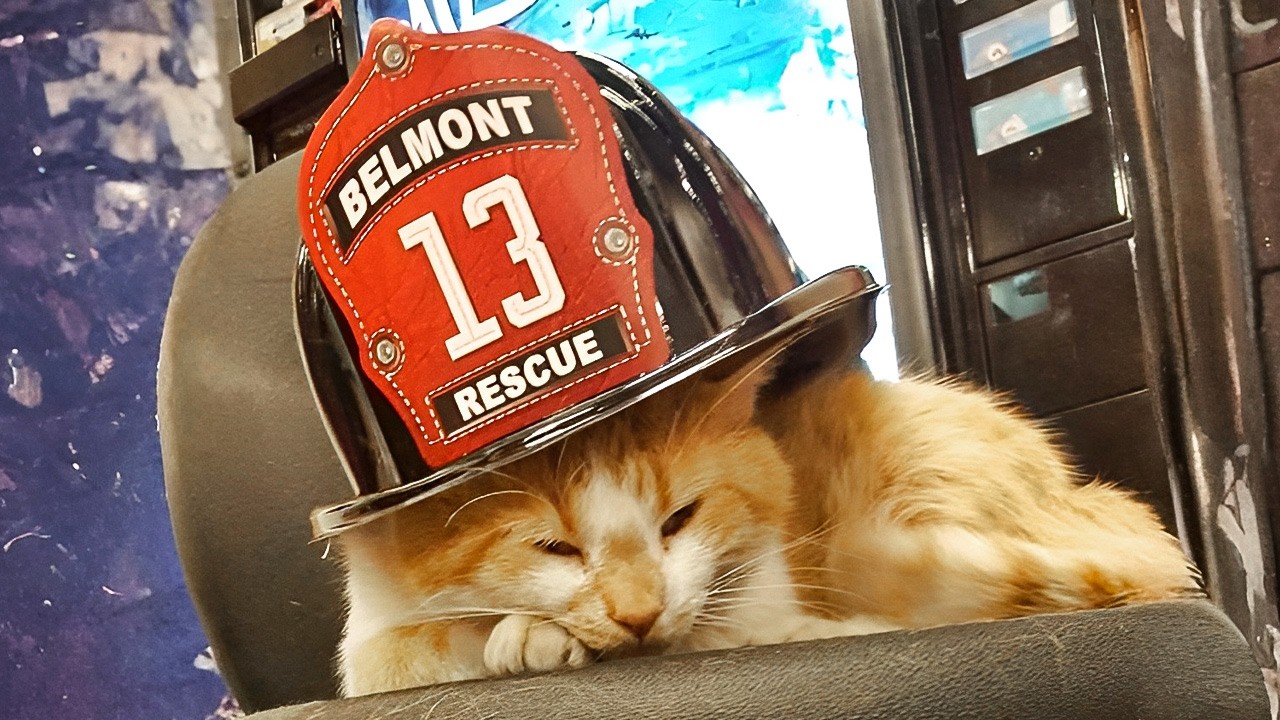 This Cat Has Been Part of the Fire Crew for 10 Years!  The Firefighters Call Him Flame🔥