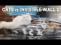 Cats vs Invisible Wall 2