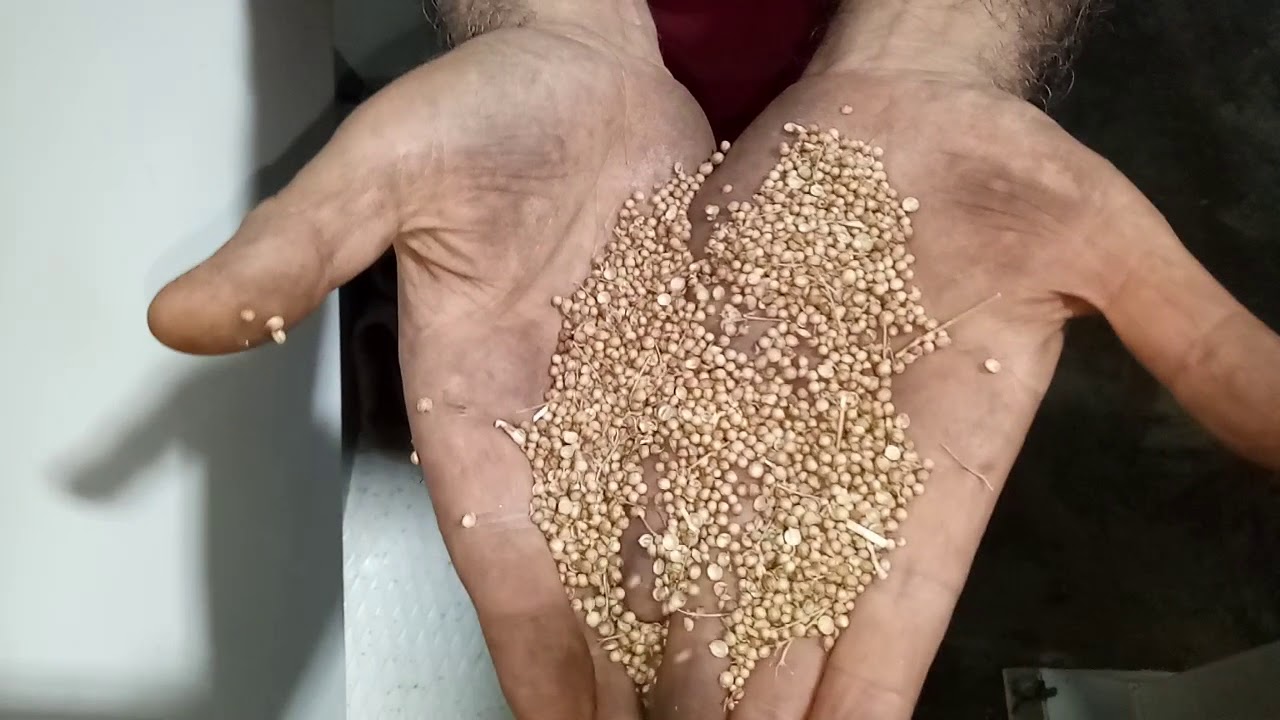 India Pune Corriander Seed Cleaning Plant Walk Through