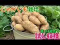 じゃがいも栽培③　試し収穫　2025年