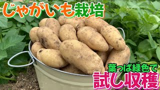 じゃがいも栽培③　試し収穫　2025年