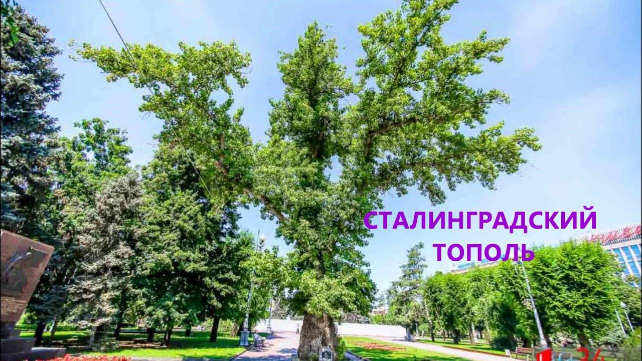 Деревья в волгограде названия с фото