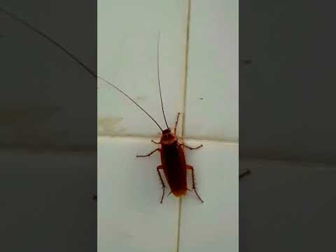 فيديو: أنجع علاج للصراصير ، أو الحرب على الحشرات