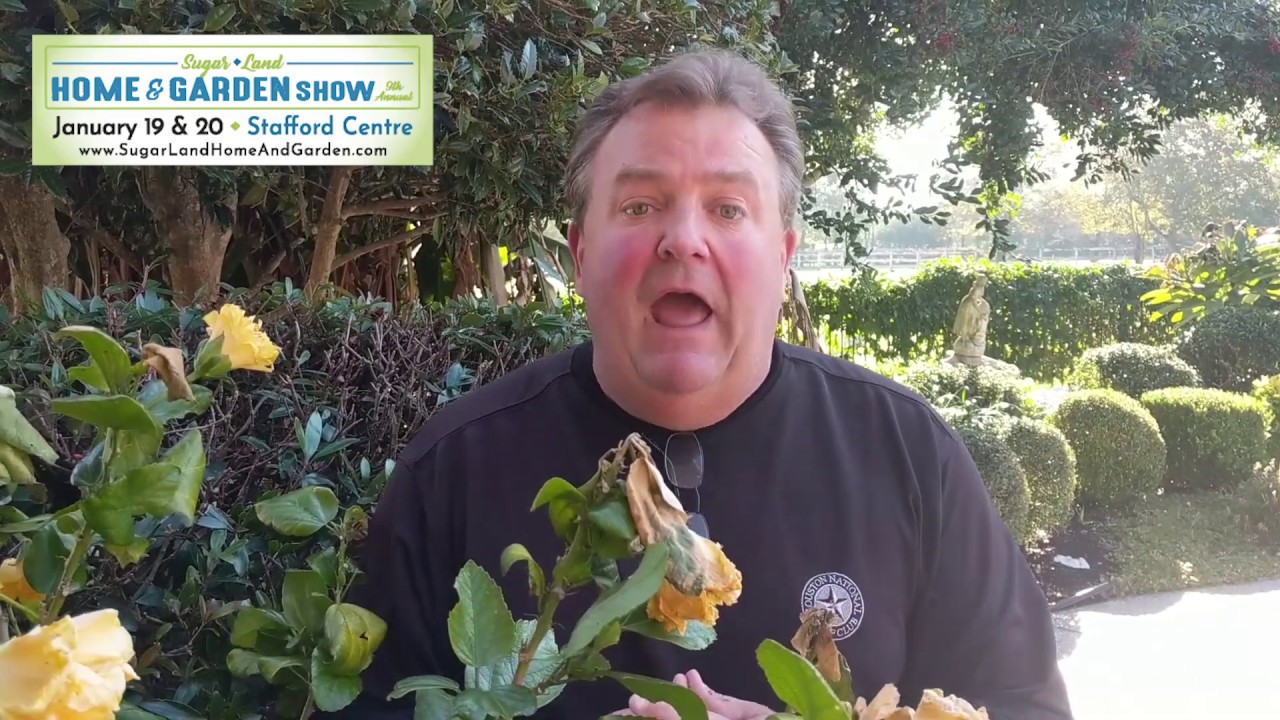 GardenLine s Randy Lemmon At 8th Annual Sugar Land Home Garden Show gardenline-s-randy-lemmon-at-8th-annual-sugar-land-home-garden-show