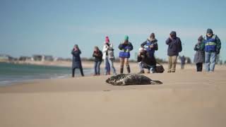 Seal Release
